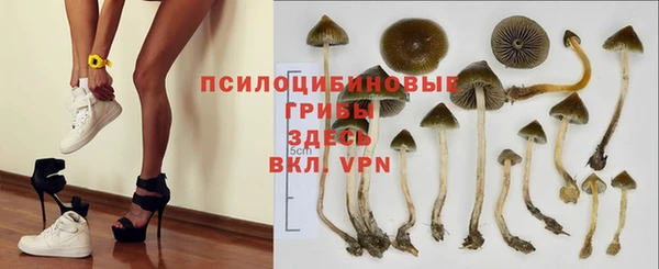 стаф Алзамай